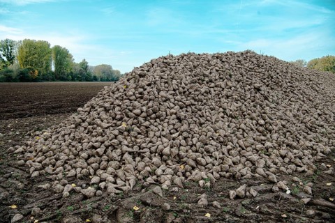Beet (beta), beet harvest, mountain lying next to the field ready for transport after harvest,