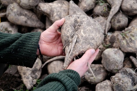 Beet (Beta), beet harvest, after harvest on hand, North Rhine-Westphalia, Germany