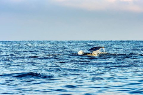 Whale fin emerging from the water during a dive in the waters of Ilhabela, Ilhabela, Sao Paulo,