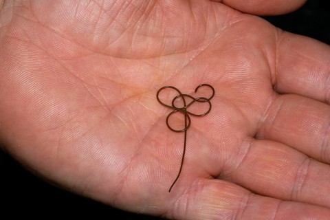 Horsehair worm (Gordioida), on hand, North Rhine-Westphalia, Germany
