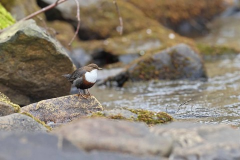 White-throated Dipper (Cinclus cinclus) standing on a stone on the bank at the edge of a