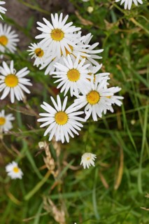 Daisy (Leucanthemum vulgare), several flowers in a meadow, close-up, macro, Wilnsdorf, North