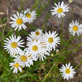 Daisy (Leucanthemum vulgare), several flowers in a meadow, close-up, macro, Wilnsdorf, North