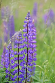 Large-leaved lupin, also known as perennial lupin (Lupinus polyphyllus), blue flower on a wild