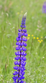 Large-leaved lupin, also known as perennial lupin (Lupinus polyphyllus), blue flower on a wild