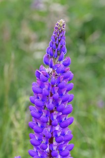 Large-leaved lupin, also known as perennial lupin (Lupinus polyphyllus), blue flower on a wild