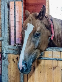 Light bay horse standing in stall, close-up