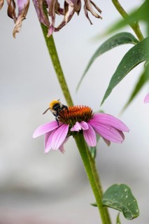 A bee sits on a flower of Echinacea purpurea