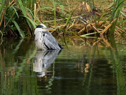A grey heron (Ardea cinerea) stands in the water, the surrounding reeds give a relaxed impression,