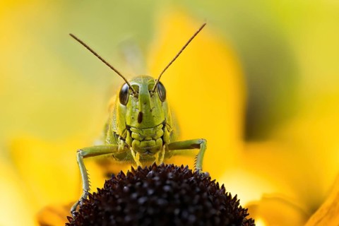 Marsh grasshopper (Stethophyma grossum) sitting on a yellow flower, yellow coneflower (Echinacea