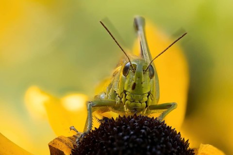 Close-up of a marsh grasshopper (Stethophyma grossum) on a yellow flower, yellow coneflower