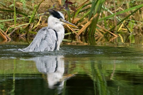 A grey heron (Ardea cinerea) stands in a lively pose in the water, surrounded by reeds, Hesse,
