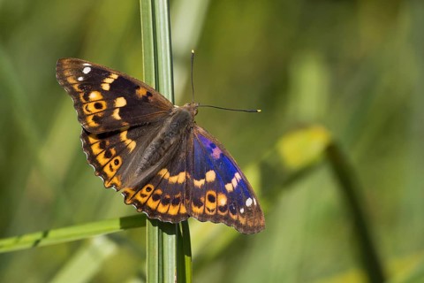 A Lesser purple emperor (Apatura lilia) sits with open wings on a reed, in front of a natural
