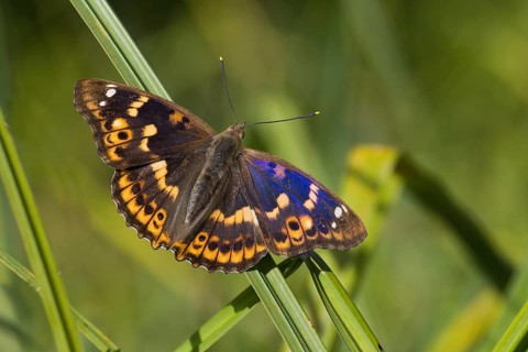 A Lesser purple emperor (Apatura lilia) with spread wings sitting on a reed, surrounded by natural