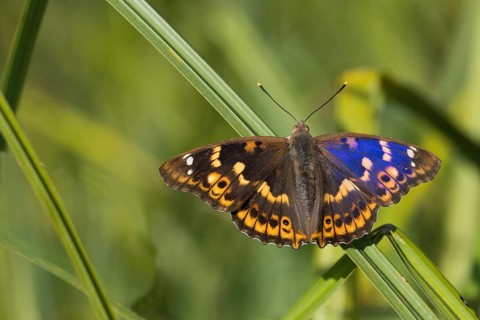 A Lesser purple emperor (Apatura lilia) on a reed stalk with spread wings, colourful and vividly