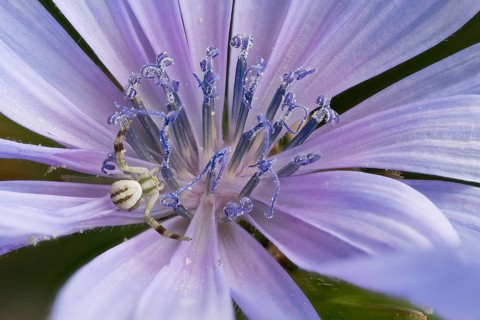 Close-up of a chicory flower (Cichorium intybus) with fine petals and a Goldenrod crab spider