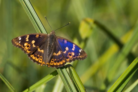 A Lesser purple emperor (Apatura lilia) resting on a reed, surrounded by a green background,
