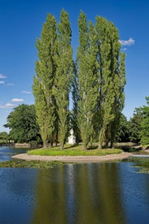 Rousseau Island, Wörlitz Park, Wörlitz Gardens, Garden Kingdom of Dessau-Wörlitz, UNESCO World