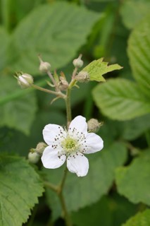 Blackberries (Rubus sectio Rubus), blossom on the bush, close-up, Wilnsdorf, North