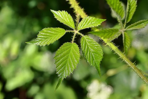 Blackberries (Rubus sectio Rubus), leaves and thorns on a vine, close-up, Wilnsdorf, North