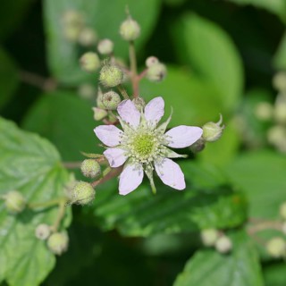 Blackberries (Rubus sectio Rubus), blossom on the bush, close-up, Wilnsdorf, North