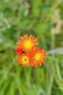 Orange hawkweed, orange-red hawkweed (Hieracium aurantiacum), flower on a rough meadow, Wilnsdorf,