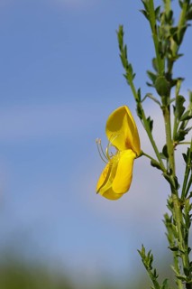 Flower of broom, common broom (Cytisus scoparius), yellow flowers against a blue sky, close-up,