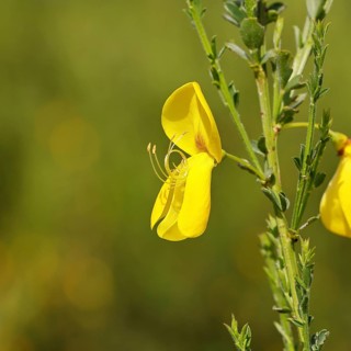 Gorse, common broom (Cytisus scoparius), yellow flower, close-up, Wilnsdorf, North