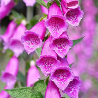 Common foxglove (Digitalis purpurea), flowers, close-up, from the plantain family, highly toxic,