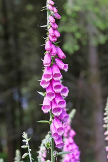 Common foxglove (Digitalis purpurea), flowers, close-up, from the plantain family, highly toxic,