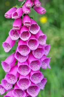 Common foxglove (Digitalis purpurea), flowers, close-up, from the plantain family, highly toxic,