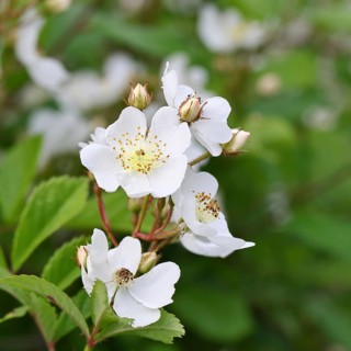 Bibernell rose (Rosa spinosissima L., syn.: Rosa pimpinellifolia L.), also called dune rose, earth