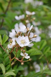 Bibernell rose (Rosa spinosissima L., syn.: Rosa pimpinellifolia L.), also called dune rose, earth