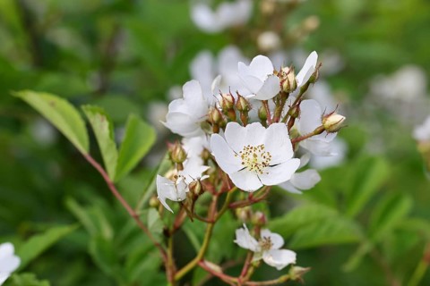 Bibernell rose (Rosa spinosissima L., syn.: Rosa pimpinellifolia L.), also called dune rose, earth