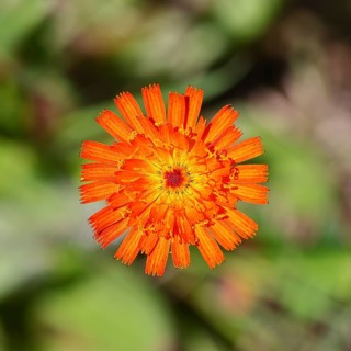 Orange hawkweed, orange-red hawkweed (Hieracium aurantiacum), flower on a rough meadow, Wilnsdorf,