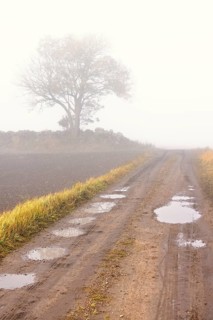 Dirt road with potholes a misty autumn morning with a single tree by a stone wall in the