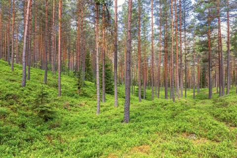 Landscape view of a pine forest with green blueberry bushes on the ground on a summer day, Sweden