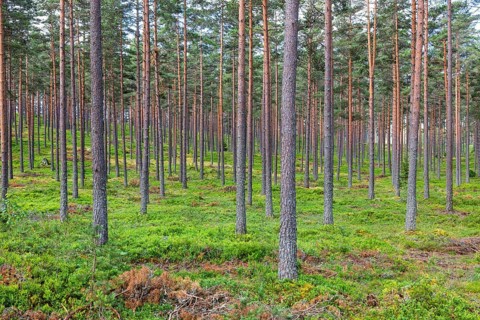 Landscape view of a straight tree trunks in a pine forest with green blueberry bushes on the ground