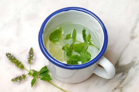 Peppermint tea, peppermint leaves and a slice of lemon in a cup of hot water