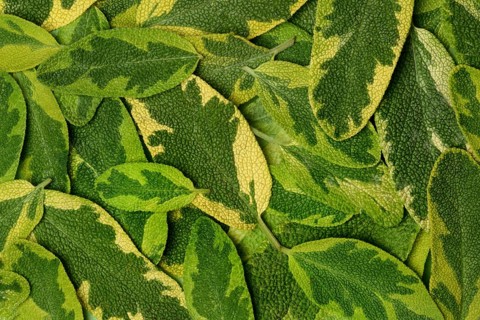 Bicoloured sage, Salvia officinalis, variegated garden sage