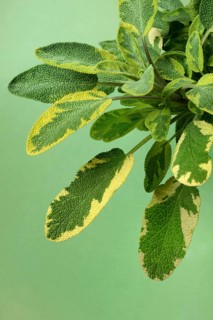 Bicoloured sage, Salvia officinalis, variegated garden sage
