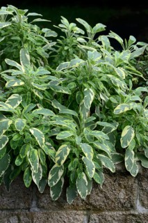 Bicoloured sage, Salvia officinalis, variegated garden sage