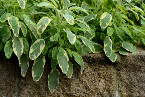 Bicoloured sage, Salvia officinalis, variegated garden sage