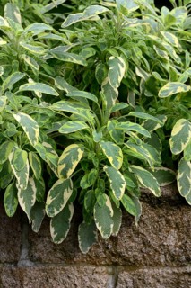 Bicoloured sage, Salvia officinalis, variegated garden sage