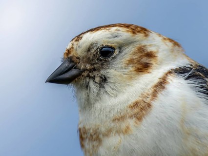 Snow Bunting (Plectrophenax nivalis) portrait of the head, Grimsey Island, Iceland
