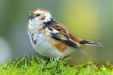 Snow bunting (Plectrophenax nivalis) sitting in a meadow, Grimsey Island, Iceland