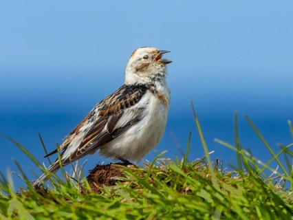 Snow bunting (Plectrophenax nivalis) on its singing platform, Grimsey Island, Iceland