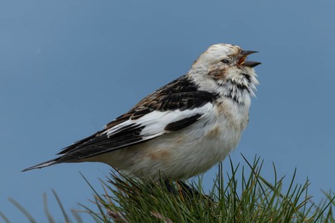 Snow bunting (Plectrophenax nivalis) singing on a grass-covered rock, Grimsey Island, Iceland