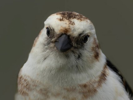 Snow bunting (Plectrophenax nivalis) frontal view of the head, Grimsey Island, Iceland