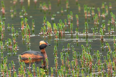 Slavonian grebe (Podiceps auritus) swimming in a pond overgrown with aquatic plants, Grimsey